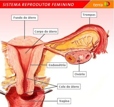 O Reprodutor De Mulheres Solteiras Murcia-74312