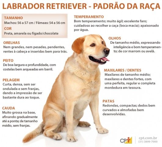 Procurando Para O Meu Cachorro Labrador Faro-10604