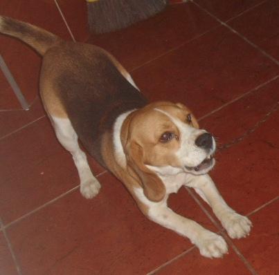 Procuro Nda Para Cão Beagle Belo Horizonte-12691